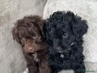 Aussiedoodle dogs Health Checked Miniature Aussiedoodle Pups 🩷 - Advert 9