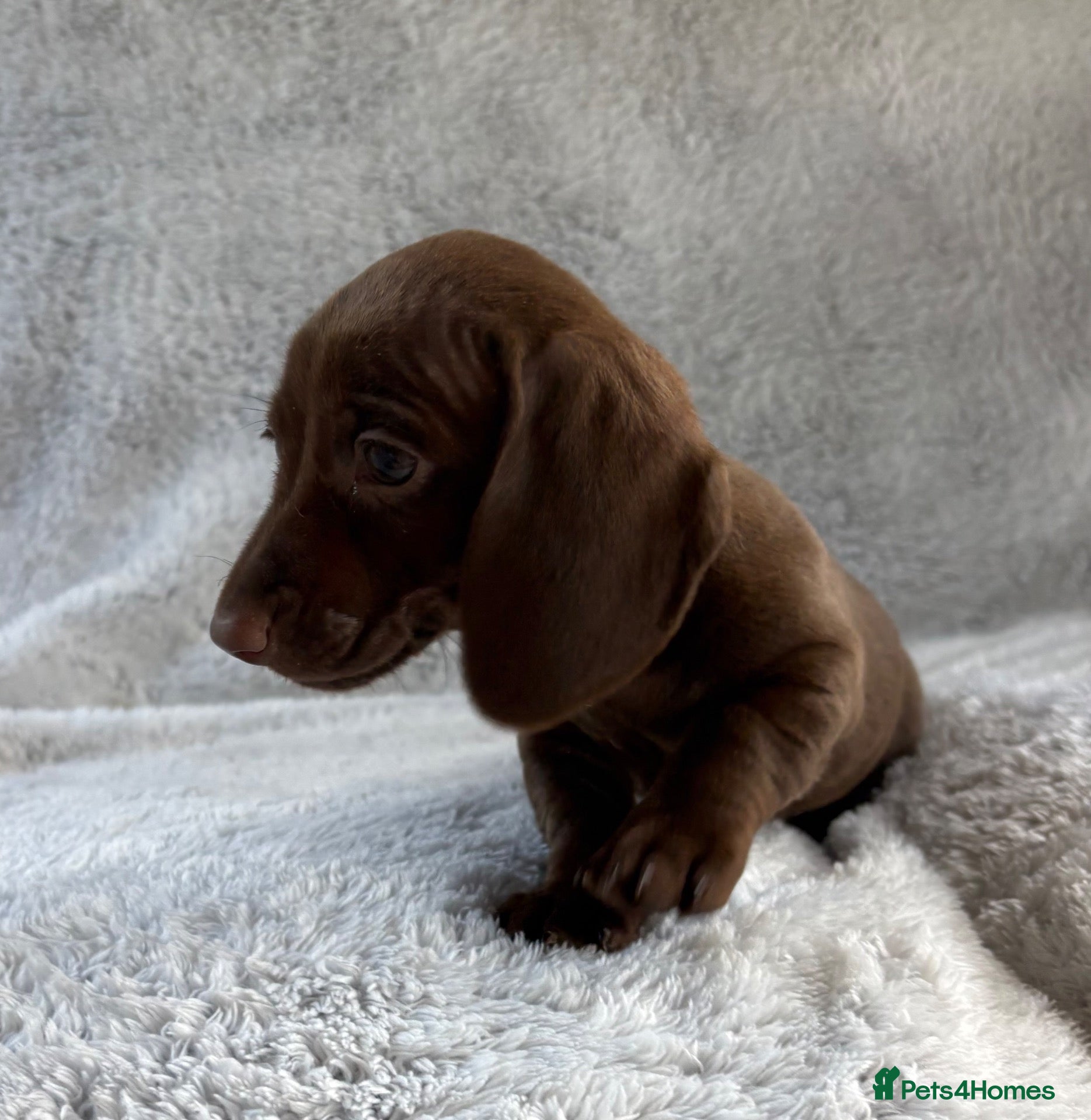 Miniature Dachshund dogs Miniature dachshund  - Advert 10