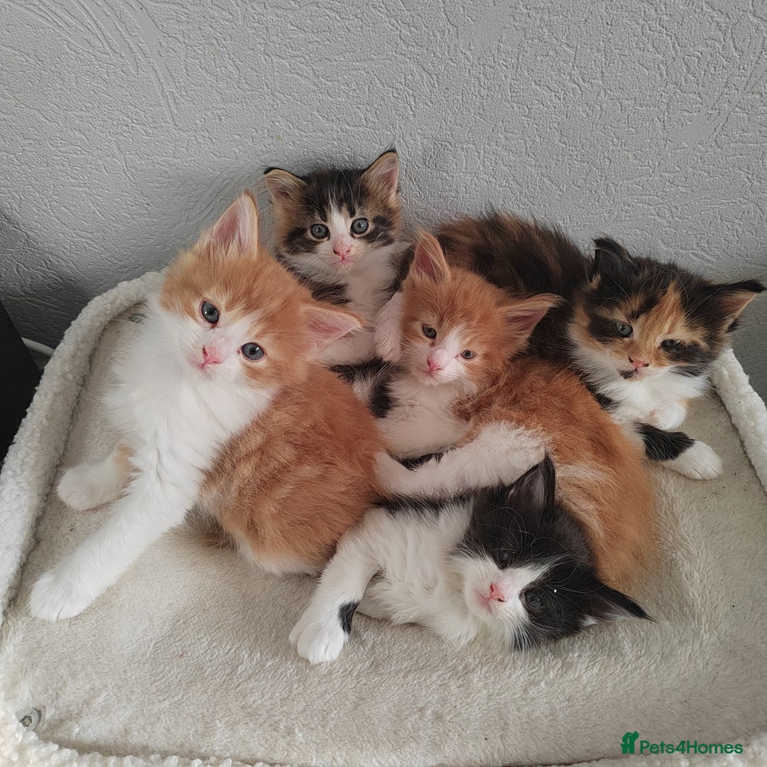 Maine Coon cats for sale: 3/4 Maine coon kittens  - Advert 1
