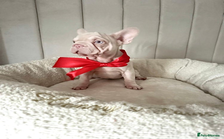 French Bulldog dogs 🌸 pink French bulldogs🌸  - Advert 1