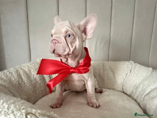 French Bulldog dogs 🌸 pink French bulldogs🌸 - Advert 5