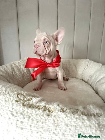 French Bulldog dogs 🌸 pink French bulldogs🌸 - Advert 1