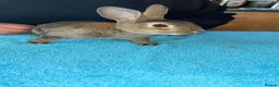 Rex rabbits for sale: Rex Standard Rabbits/Bunnies/Kits Available  - Advert 5