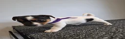 Jack Russell dogs for sale: Pure Jack russell puppies  in York - Advert 11