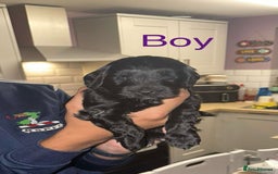 Cockapoo dogs for sale: Stunning multi generation cockapoos  - Image 3