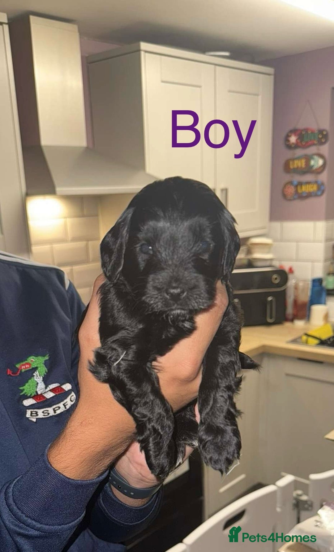 Cockapoo dogs for sale: Stunning multi generation cockapoos  - Image 3