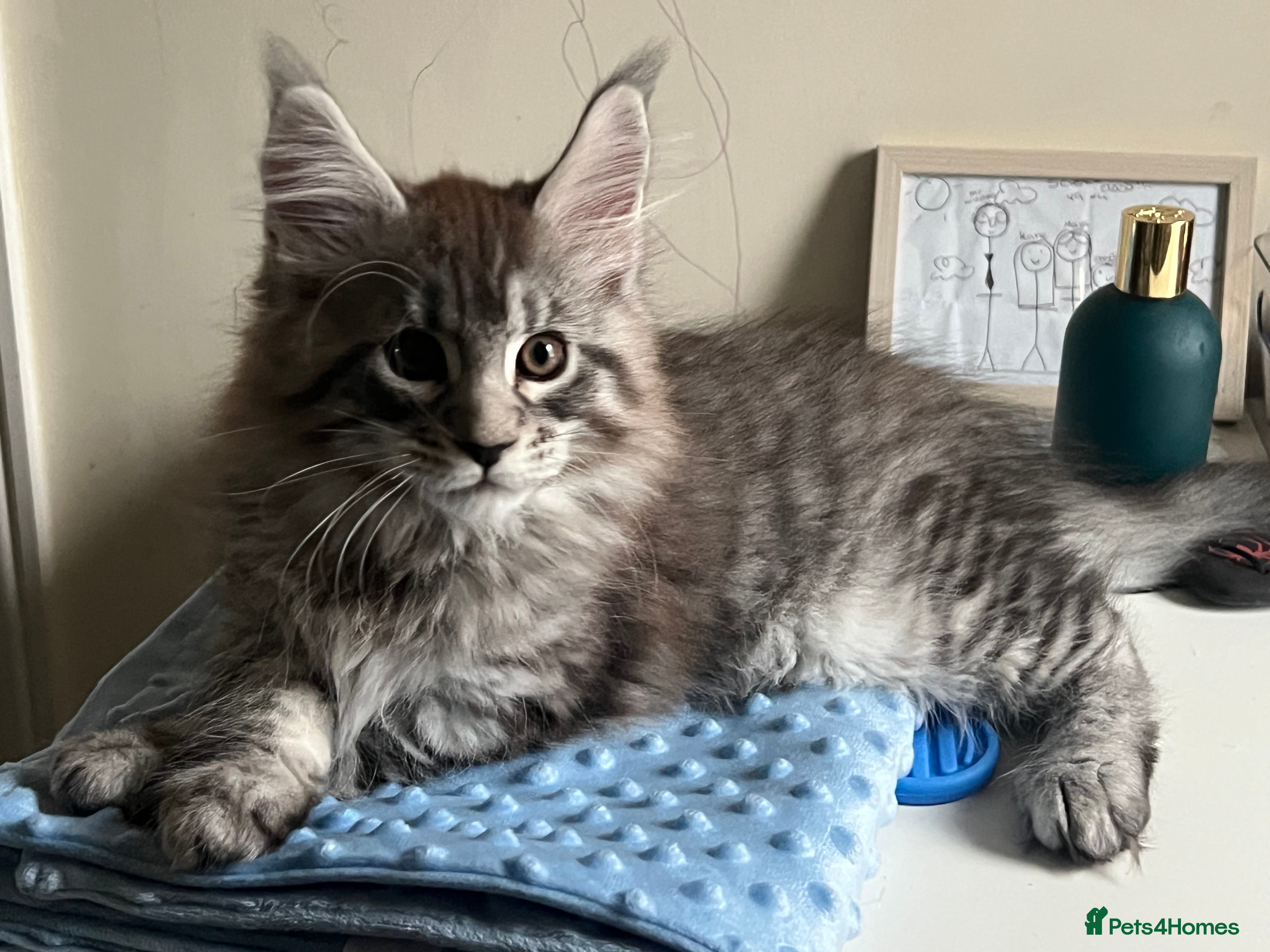 Maine Coon cats Pure Maine Coon Kittens GCCF reg - Advert 18