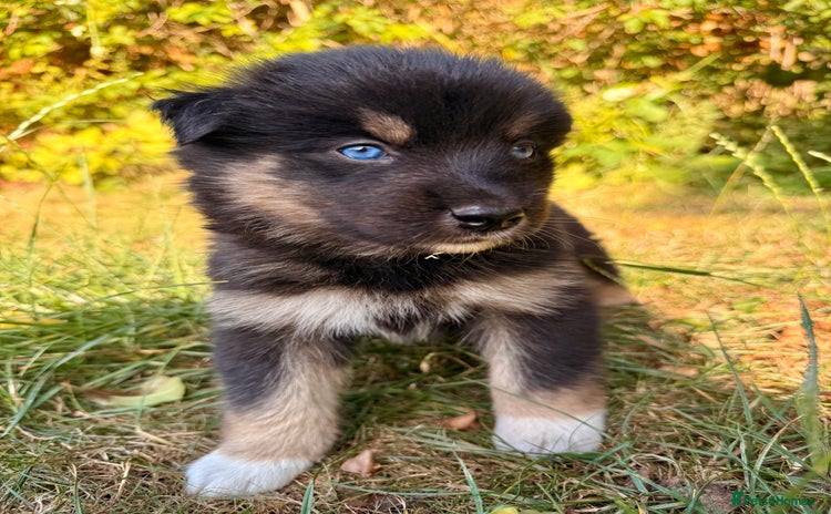 Pomsky dogs - Advert 1