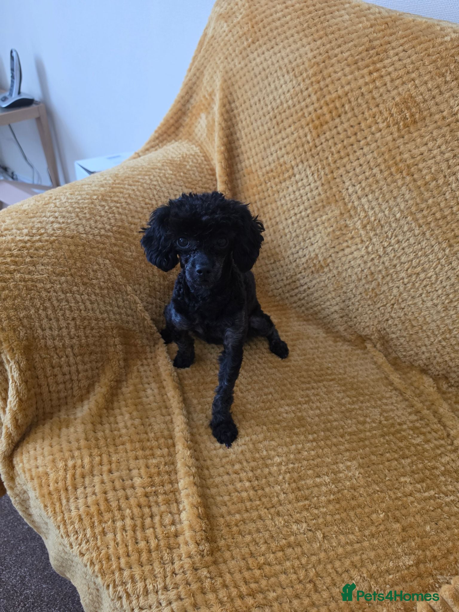Toy Poodle dogs Tiny toy poodle  - Advert 2