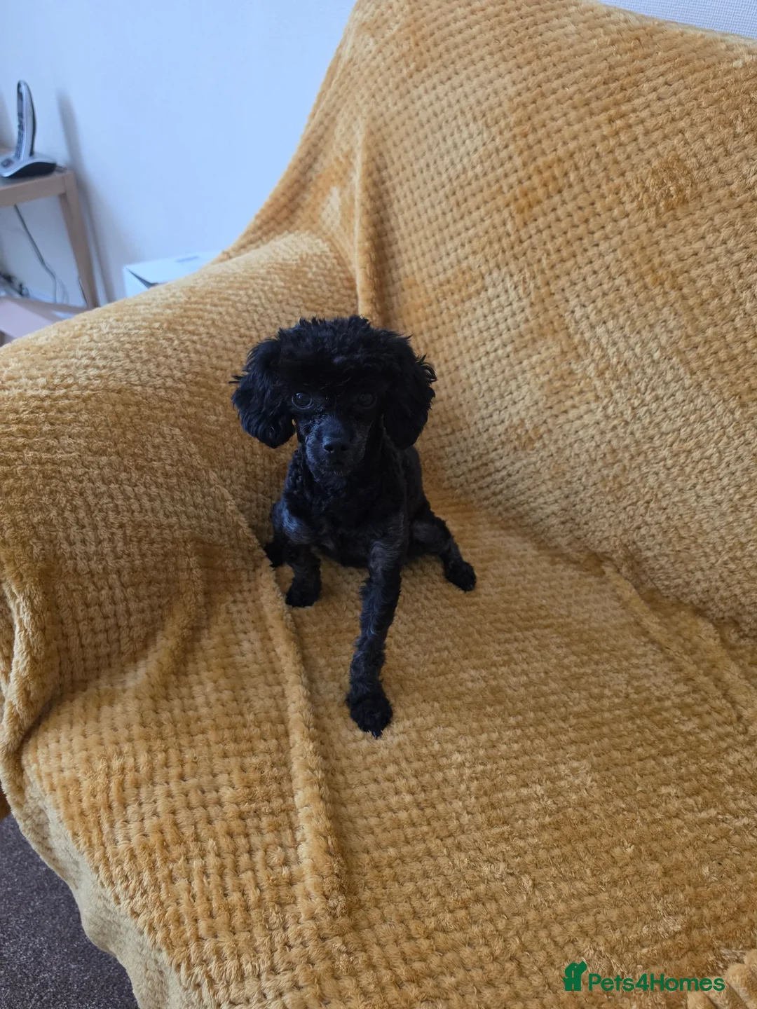 Toy Poodle dogs for sale: Tiny toy poodle  - Advert 1