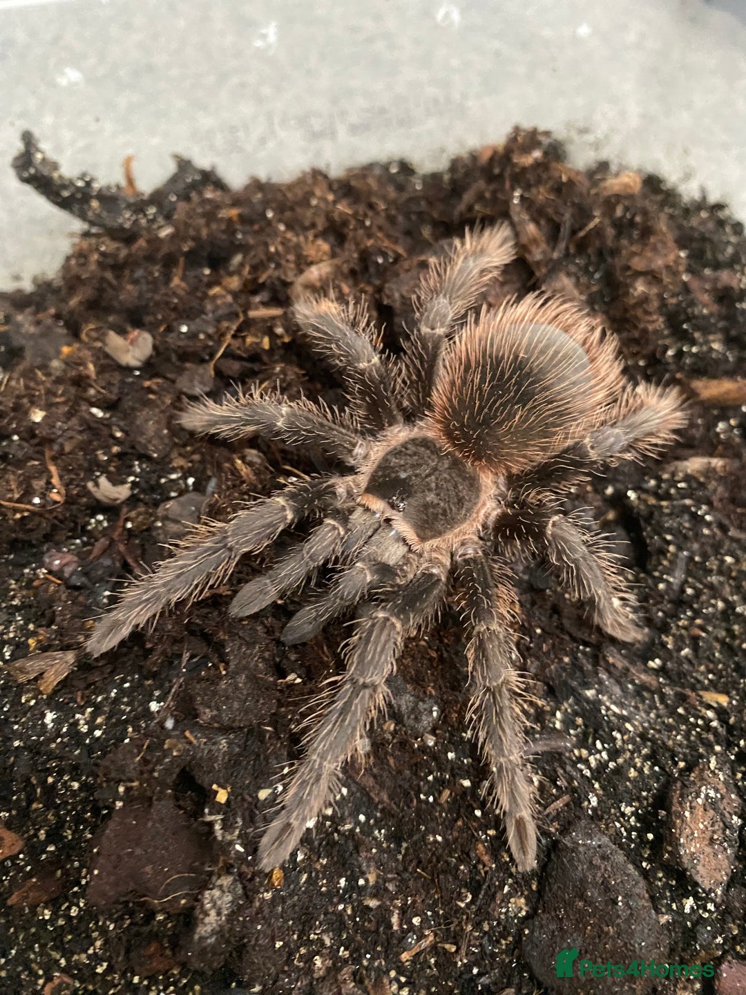 Tarantulas invertebrates for sale: Pink salmon tarantulas  - Advert 5