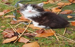 Mixed Breed cats for sale: Various Coloured Kittens - Advert 4