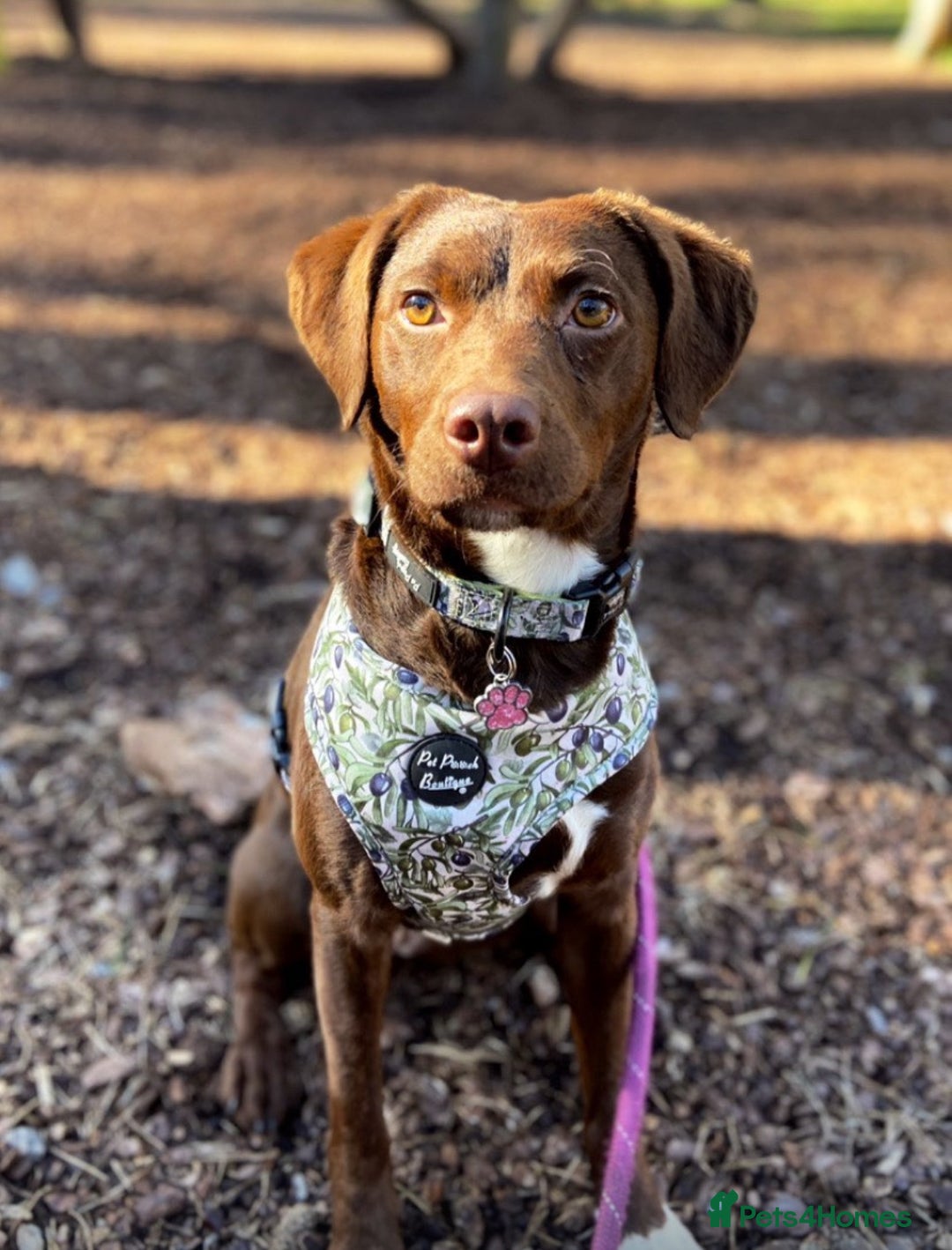 Mixed Breed dogs for sale: Spaniel cross staffy pups  - Advert 6