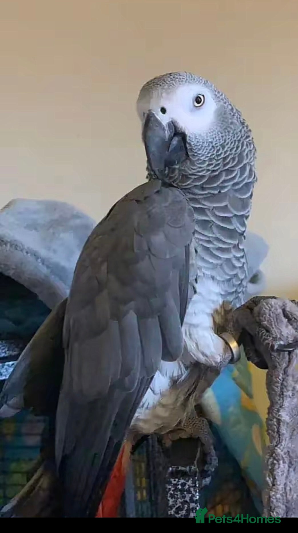 Parrots birds Hand reared young AG. Playful and great w/ family! - Advert 1