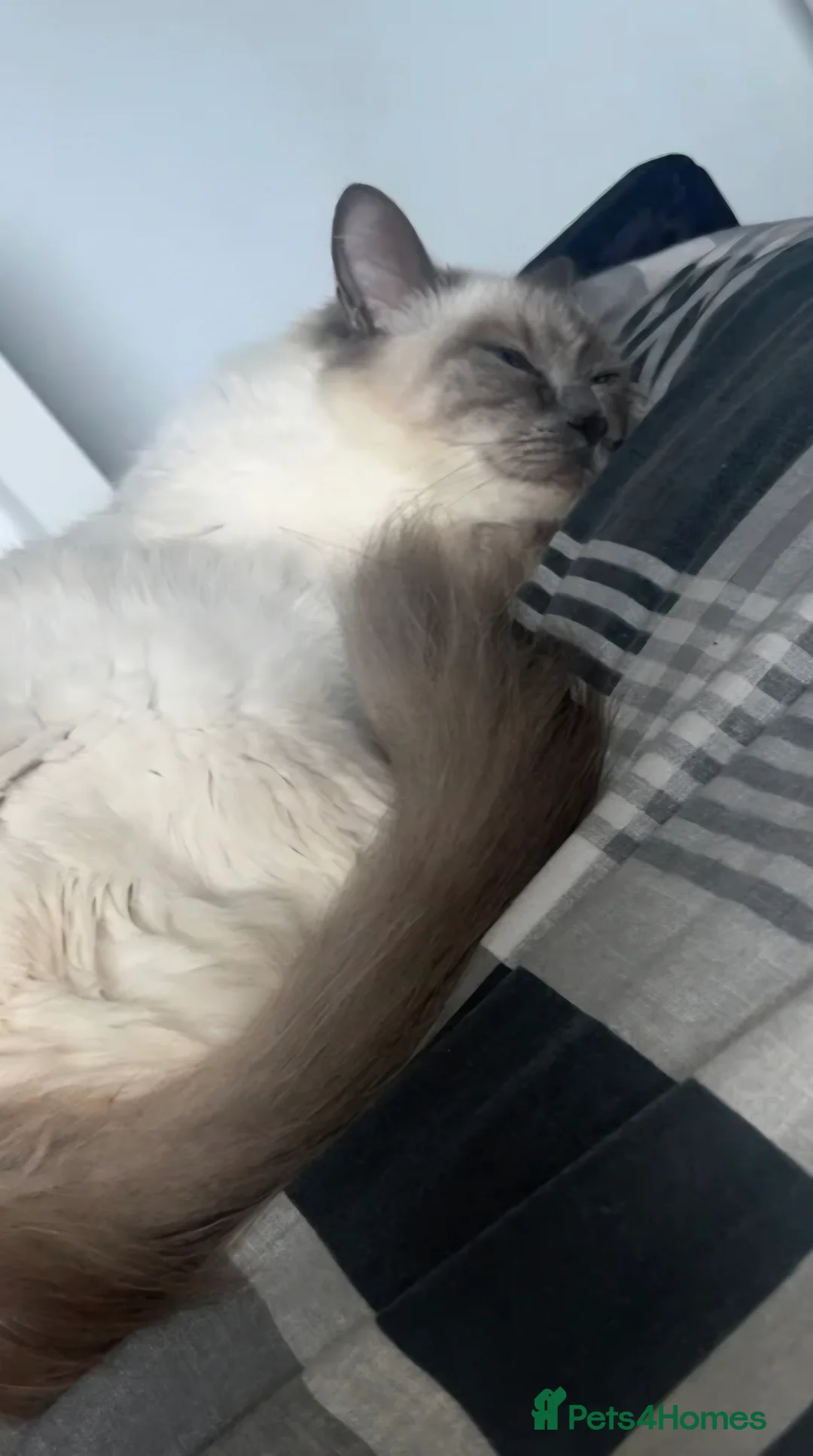 Mixed Breed cats for sale: Approx 4 month old Female kitten  in Dunfermline - Advert 2
