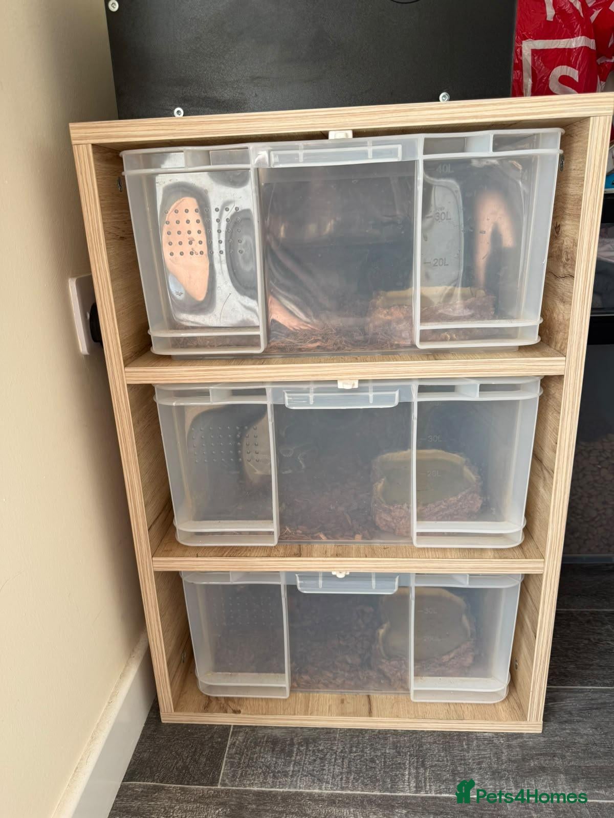 Python Snake reptiles 3 python snakes free to a good home - Advert 2