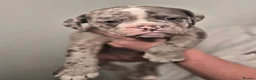 Olde English Bulldogge dogs for sale: Ready now Rare F4 Olde English Bulldogge! - Advert 17