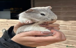 Guinea Pig rodents for sale: Extra Special Guinea Pig Babies  - Image 5