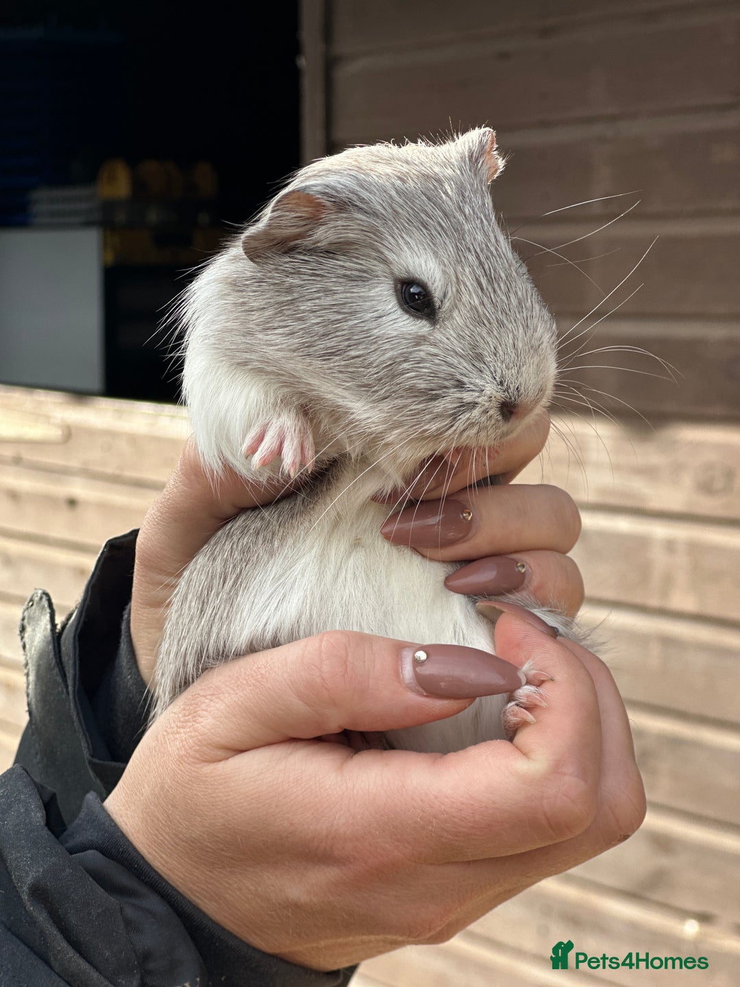 Guinea Pig rodents for sale: Extra Special Guinea Pig Babies  - Image 5