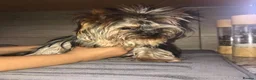 Yorkshire Terrier dogs for sale: Beautiful KC Registered Yorkshire Terrier Males - Advert 28