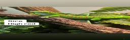 Gecko reptiles for sale: Madagascan Giant day gecko  - Advert 5