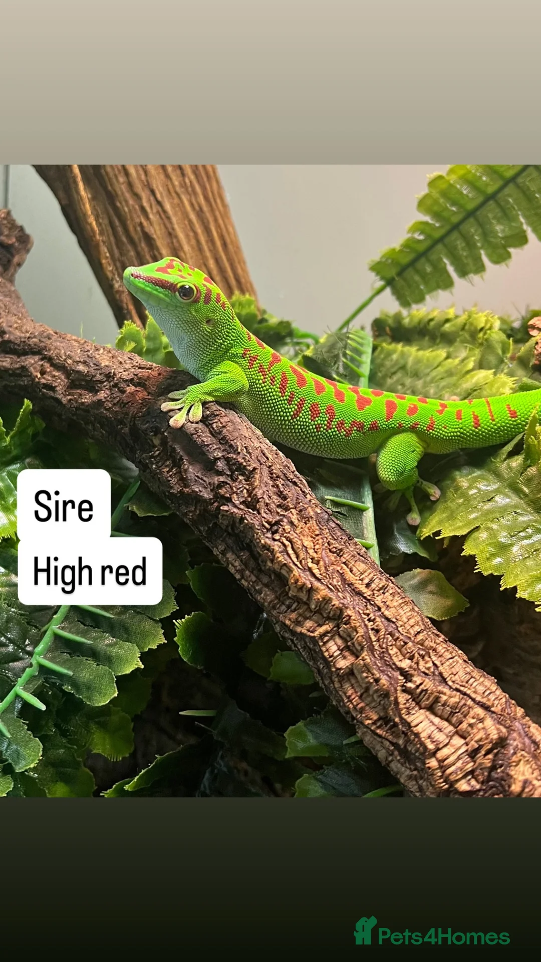 Gecko reptiles for sale: Madagascan Giant day gecko  - Advert 5