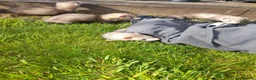 Ferret rodents for sale: Ferret kits 5 silver and white jills - Advert 4