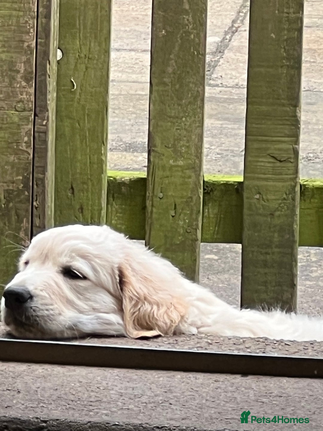 Golden Retriever dogs for stud: Golden Retriever for stud in Thirsk - Image 7