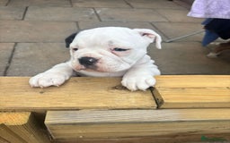Olde English Bulldogge dogs for sale: Last 2 baby girls left  - Image 7