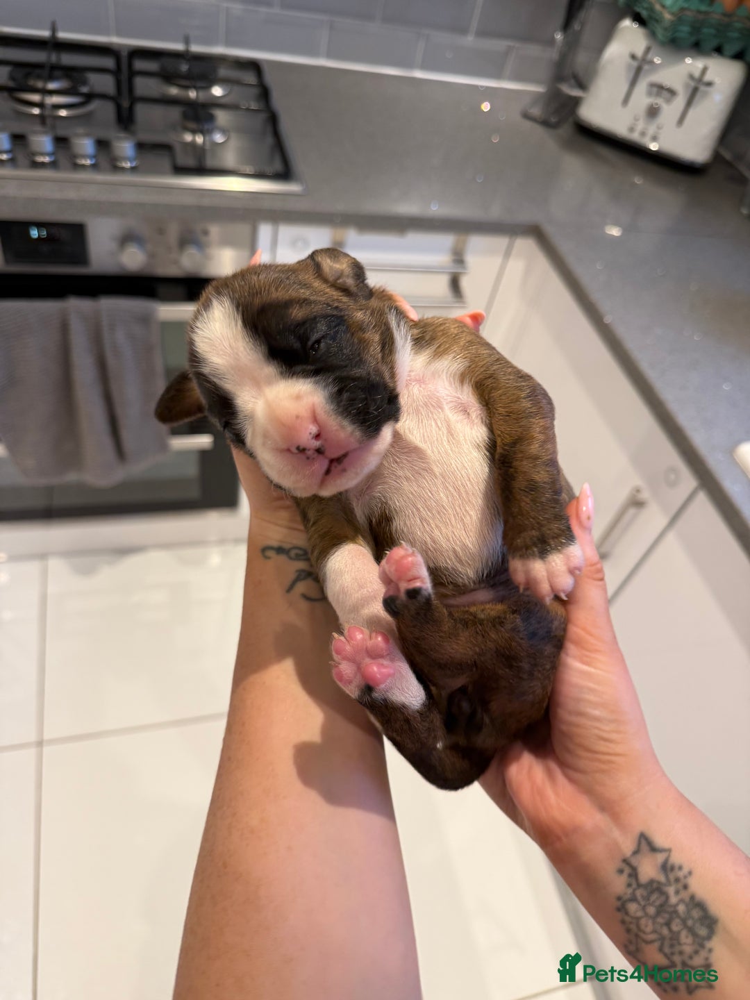Boxer dogs for sale: 4 CHAMP BLOODLINE CHUNKY BOXER PUPS, bobtail/tail - Advert 10