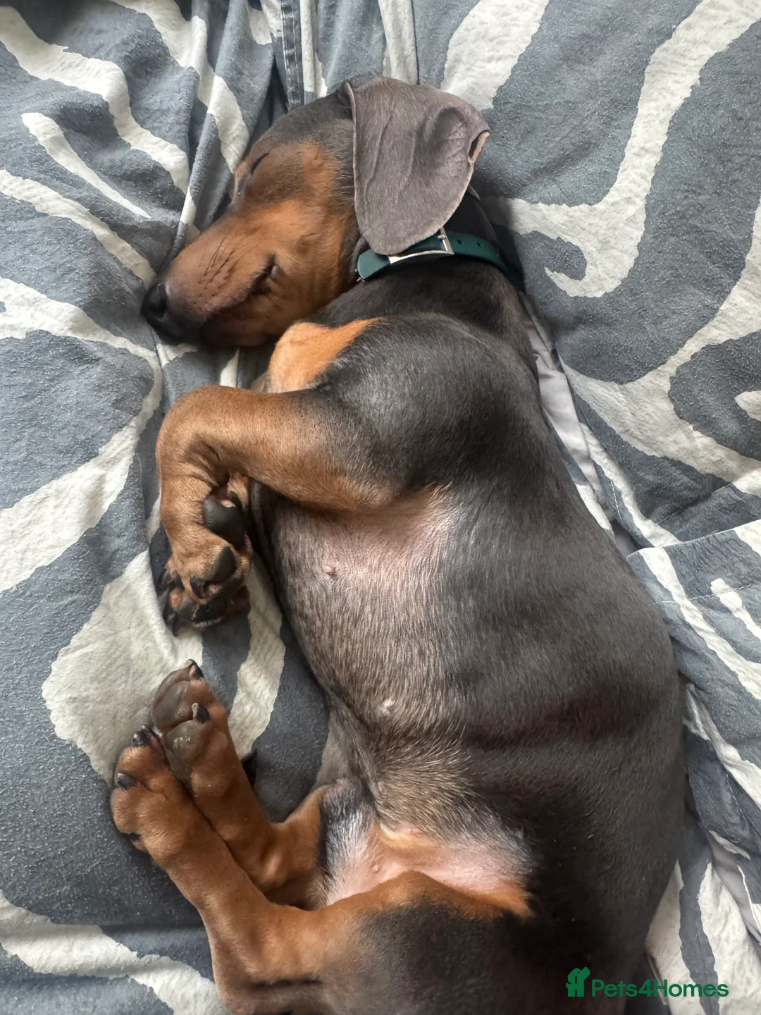 Dachshund dogs for sale: Rehoming our beautiful Chip - Advert 2