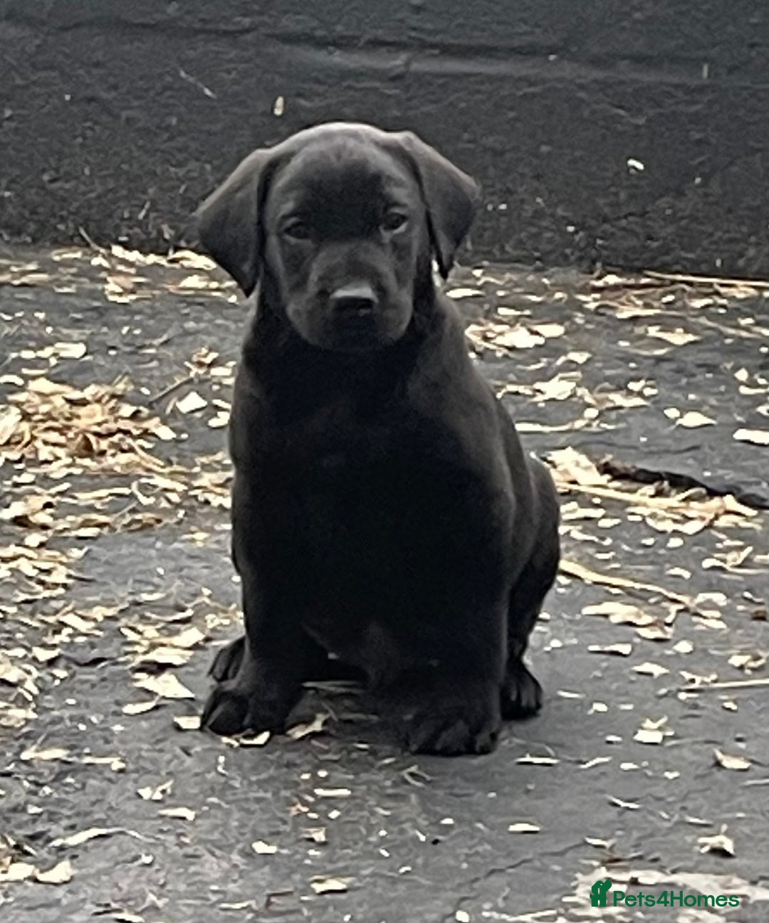 Labrador Retriever dogs for sale: Quality Pups from Fully Health Tested Parents - Advert 4