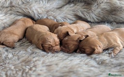 Cocker Spaniel dogs for sale: Deep Red Cocker Spaniel puppies for sale - Image 9