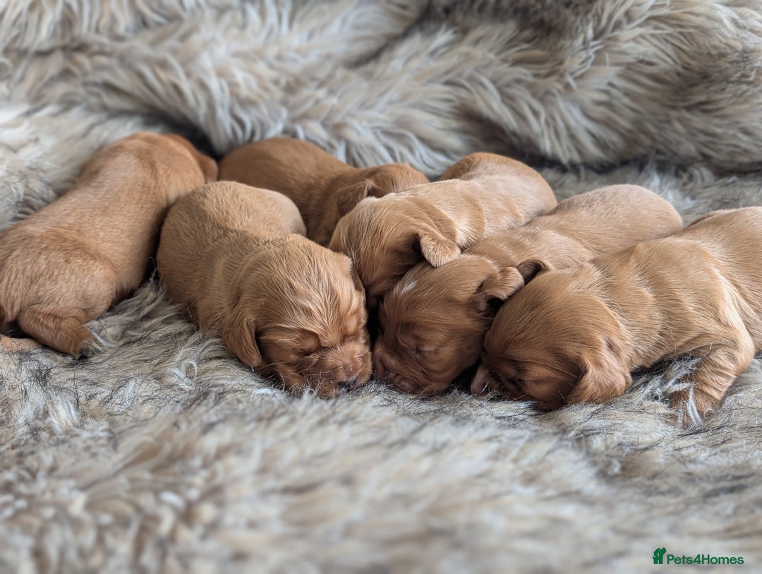 Cocker Spaniel dogs for sale: Deep Red Cocker Spaniel puppies for sale - Image 9