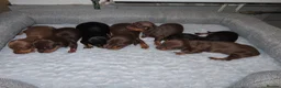 Miniature Dachshund dogs for stud: Miniature Isabella stud  - Advert 5