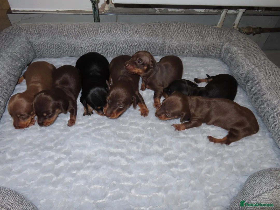Miniature Dachshund dogs for stud: Miniature Isabella stud  - Advert 5