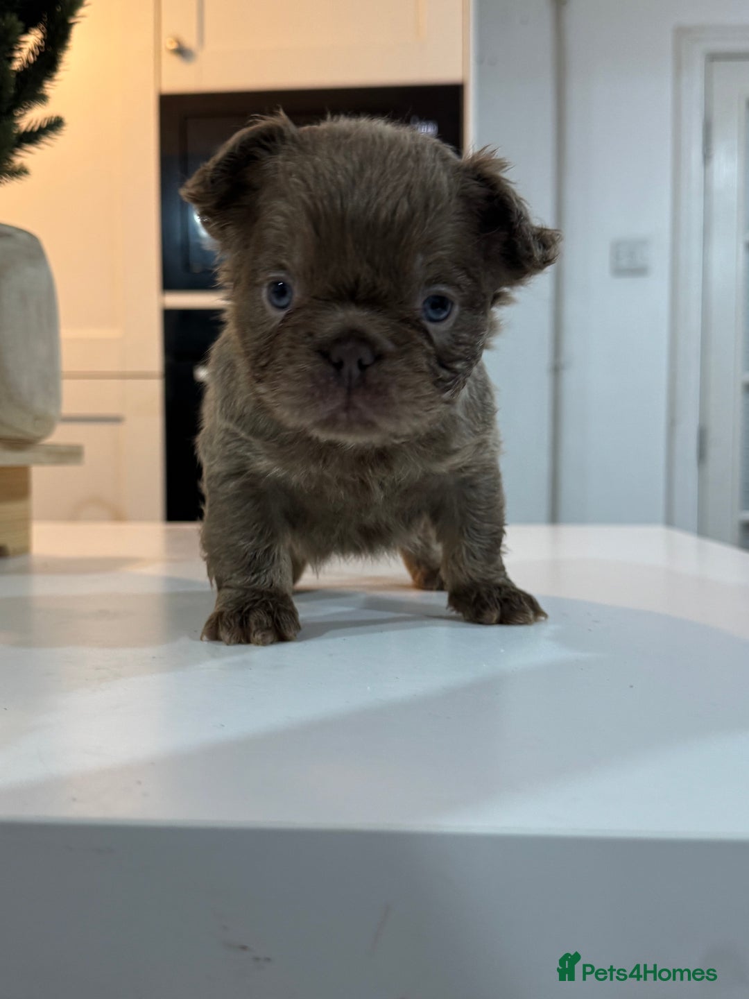 French Bulldog dogs for sale: Fluffy french bulldogs READ DESCRIPTION  - Advert 8
