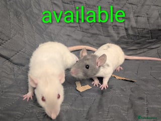 Rat rodents Rex babys - Advert 15