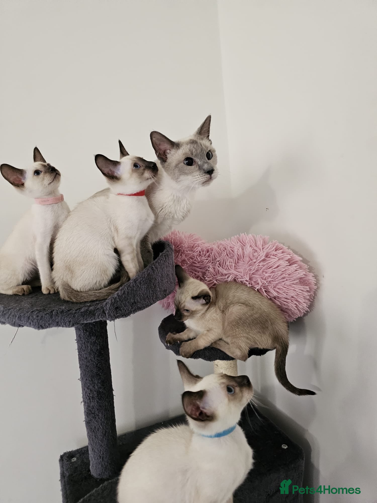 Siamese cats Beautiful Siamese Kittens - Advert 1