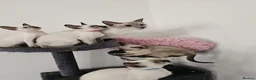Siamese cats for sale: Beautiful Siamese Kittens - Advert 1
