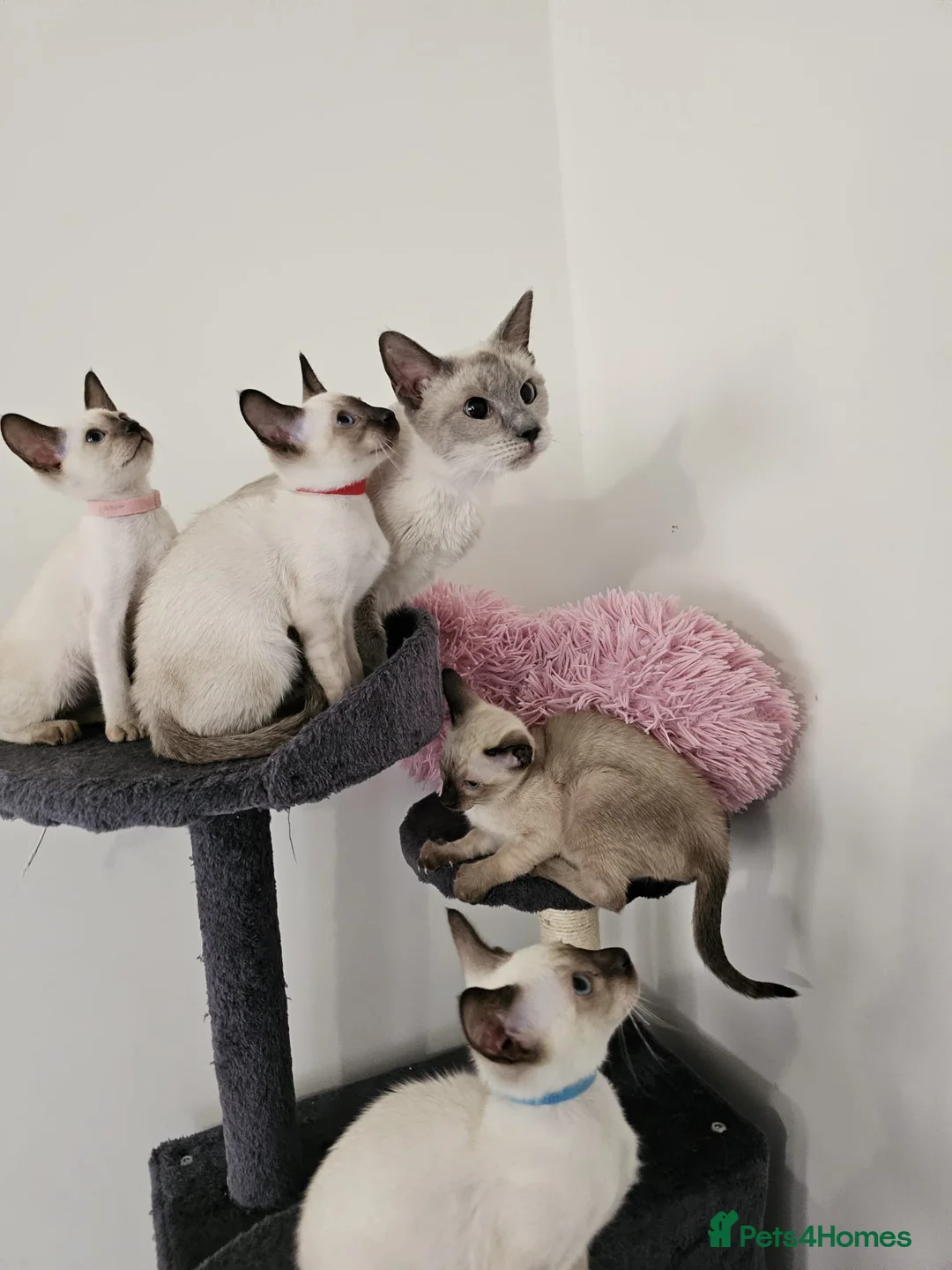 Siamese cats for sale: Beautiful Siamese Kittens - Advert 1