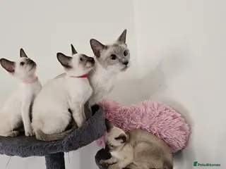 Siamese cats Beautiful Siamese Kittens - Advert 1