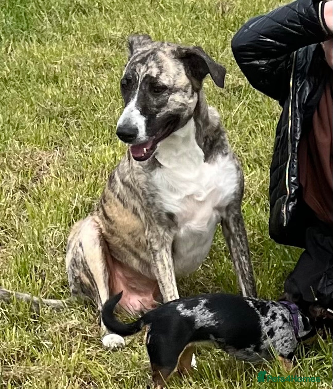 Mixed Breed dogs for sale: Bears looking for a loving new home - Image 2