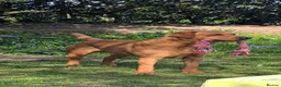 Labrador Retriever dogs for sale: KC registered 3year old fox red labrador in Deal - Advert 4