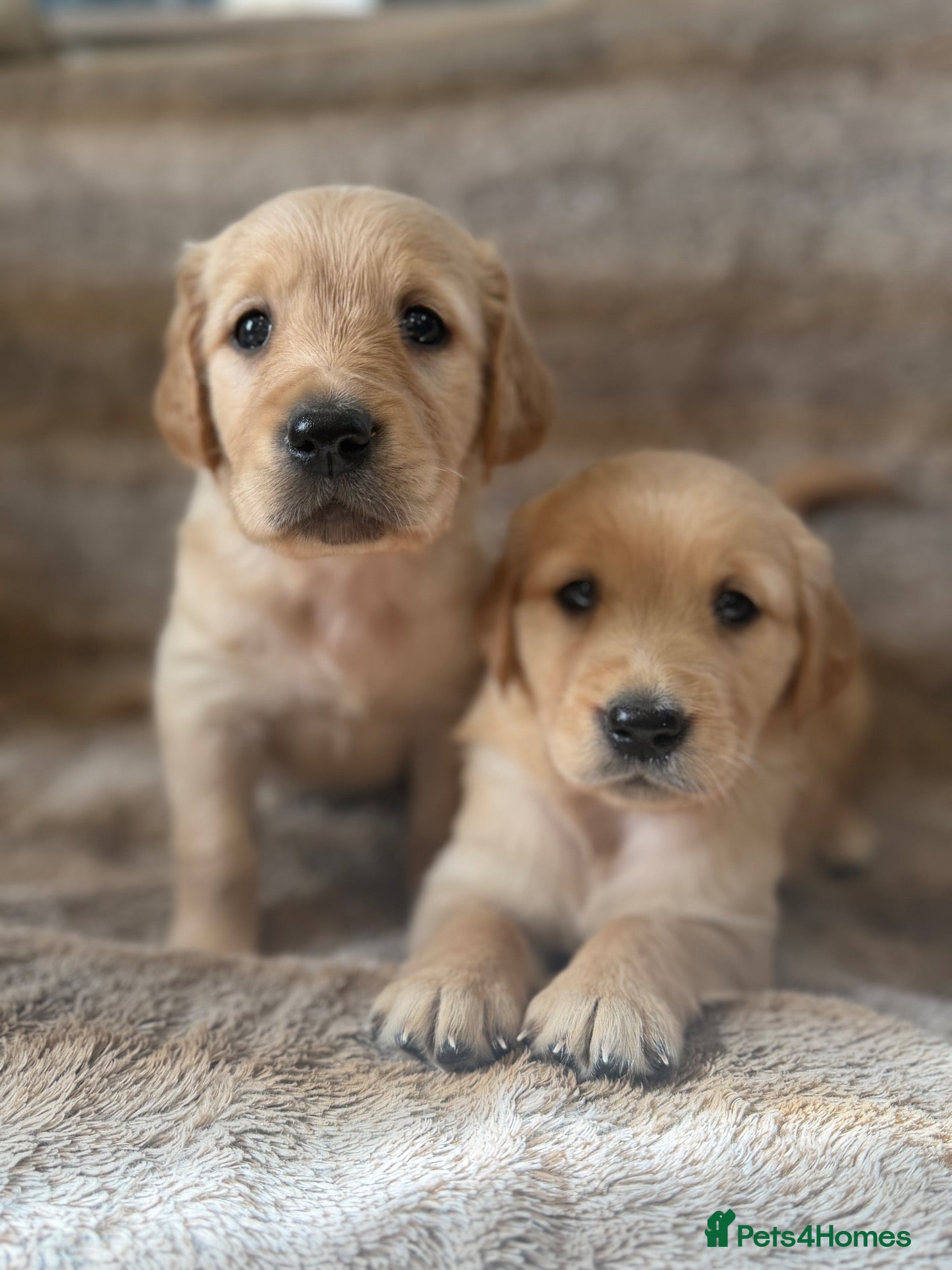 Golden Retriever dogs Beautiful KC Golden Retrievers  - Advert 1