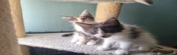 Maine Coon cats for sale: Maine Coon kittens  in Northampton - Advert 1