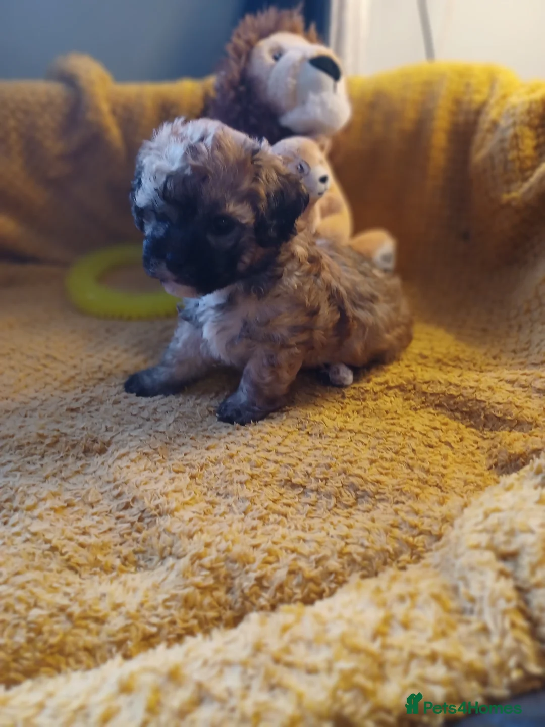 Zuchon dogs for sale: Zuchon pups - Advert 2