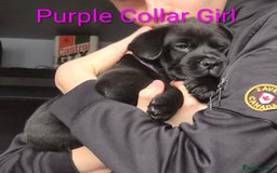 Mixed Breed dogs for sale: Ready to leave 3 Girls Left Shar-Pei x Chow pups  - Image 2