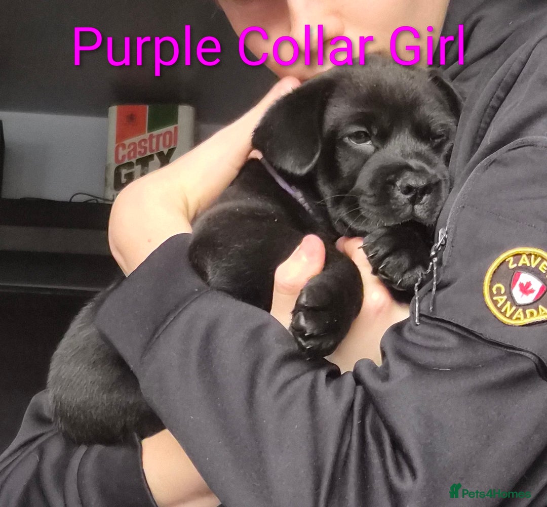 Mixed Breed dogs for sale: Ready to leave 3 Girls Left Shar-Pei x Chow pups  - Image 2
