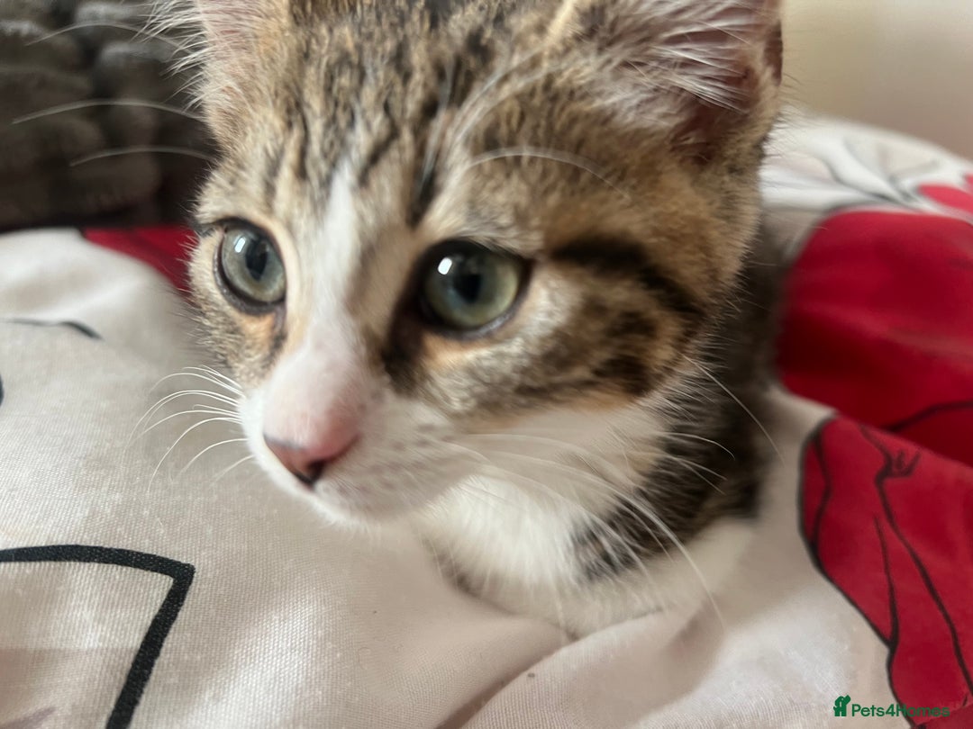 Bengal cats for sale: Bengal Kitten for Sale  - Advert 8